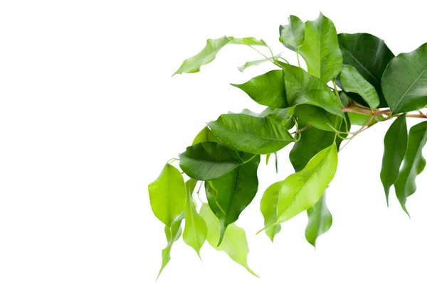 Green Leaves Background Close — Stock Photo, Image