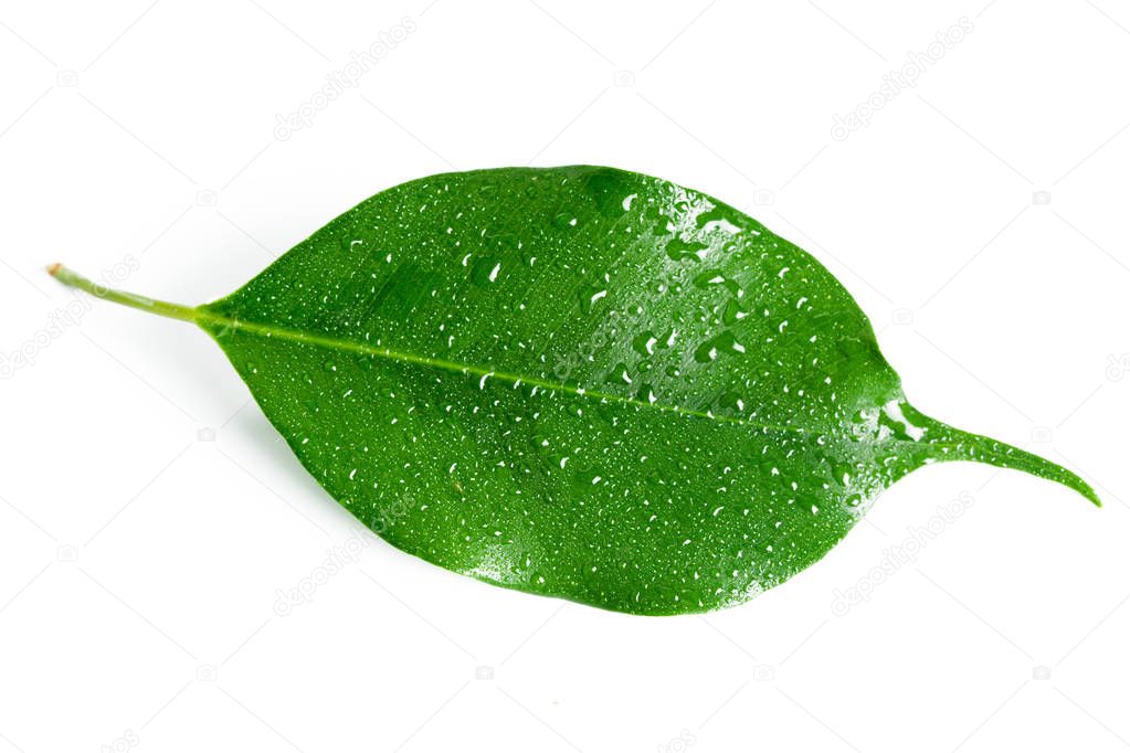 leaf isolated on white
