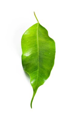 Yaprak beyazda izole