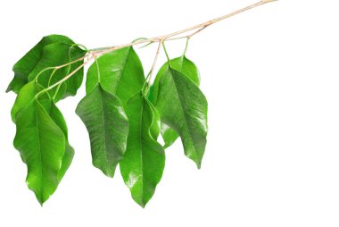 Beyaz arkaplanda izole edilmiş yapraklar