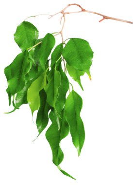 Beyaz arkaplanda izole edilmiş yapraklar