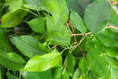 Arka plan üzerinde yeşil yaprakları, yakın çekim