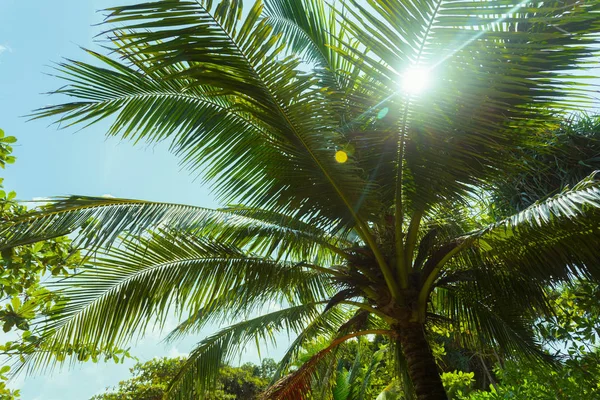 Palmeira Coco Fundo Céu — Fotografia de Stock