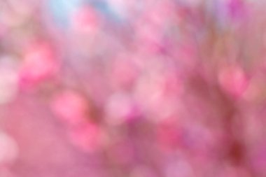 Pembe bahar arka plan bulanık