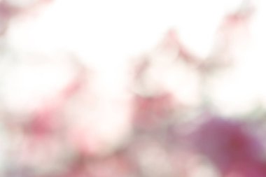 Pembe bahar arka plan bulanık