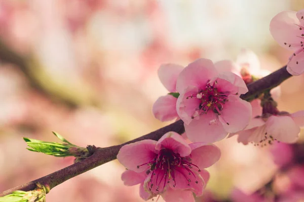 Frühlingsbaum Mit Rosa Blüten — Stockfoto
