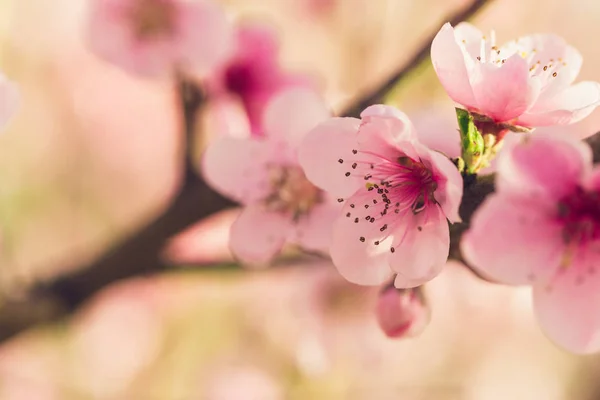 Pembe Çiçekli Bahar Ağacı — Stok fotoğraf