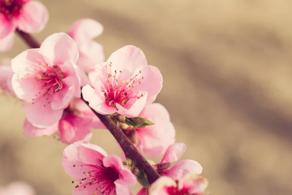 Arbre Printemps Avec Fleurs Roses — Photo