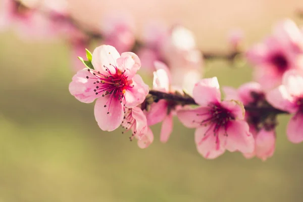 Весняна Ялинка Рожевими Квітами — стокове фото