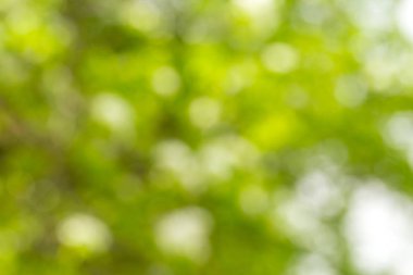 Yeşil bulanık arkaplan ve güneş ışığı