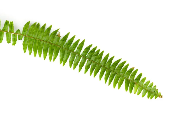 Groene Varen Bladeren Geïsoleerd Witte Achtergrond — Stockfoto