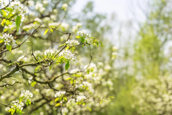 Apple Trädgård Med Blommande Träd — Stockfoto