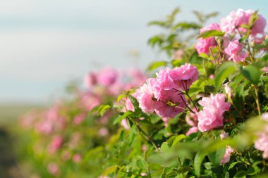pembe gül bush closeup alan arka plan üzerinde
