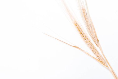 Beyaz arkaplanda yalıtılmış buğday kulakları