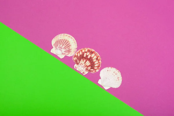 Fondo Tropical Seashell Colorido Fondo Moda Moderna Moda — Foto de Stock