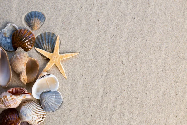 Arka planda kum olan deniz kabukları
