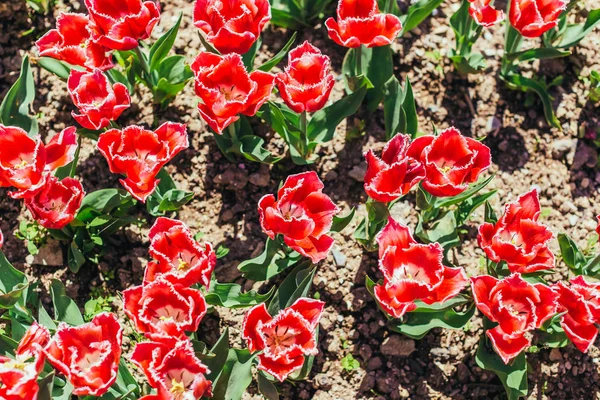 Red tulips with beautiful bouquet background.