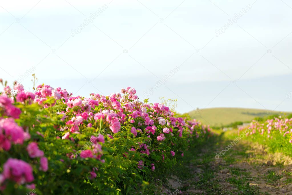 pink rose bush closeup on field background