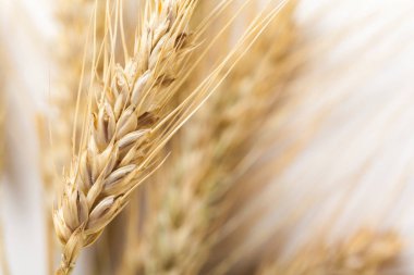 Beyaz arkaplanda yalıtılmış buğday kulakları