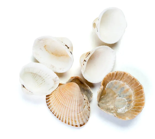 白い背景に隔離された貝殻は — ストック写真
