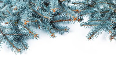 Çam dalları, beyaz arka plan üzerinde izole closeup görünümü 