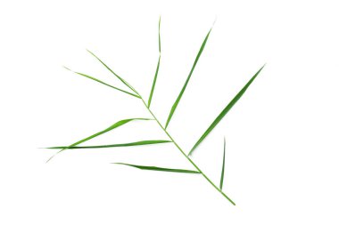 Beyaz arka plan üzerinde yeşil yaprakları görünümü