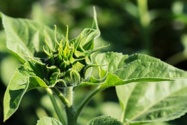 büyüyen bitki yakın çekim