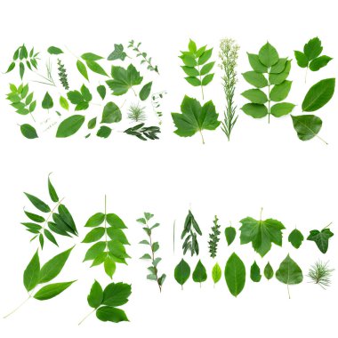 Beyaz arka plan, yakından görmek yapraklarda