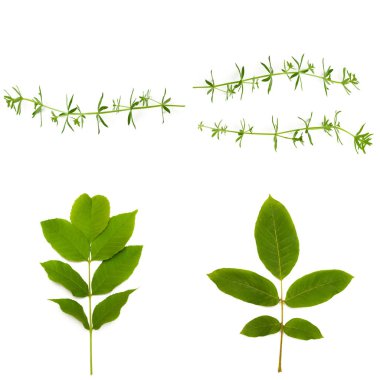 Doğa arka plan üzerinde beyaz izole