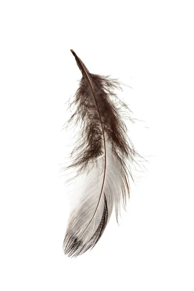 Pióro Ptaków Izolowane Białym Tle — Zdjęcie stockowe