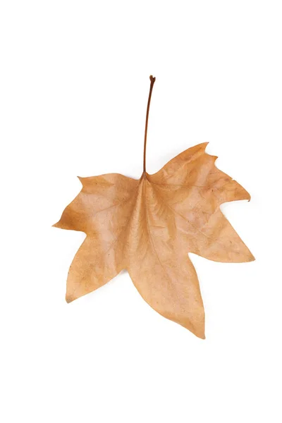 Осенний Лист Белом Фоне — стоковое фото