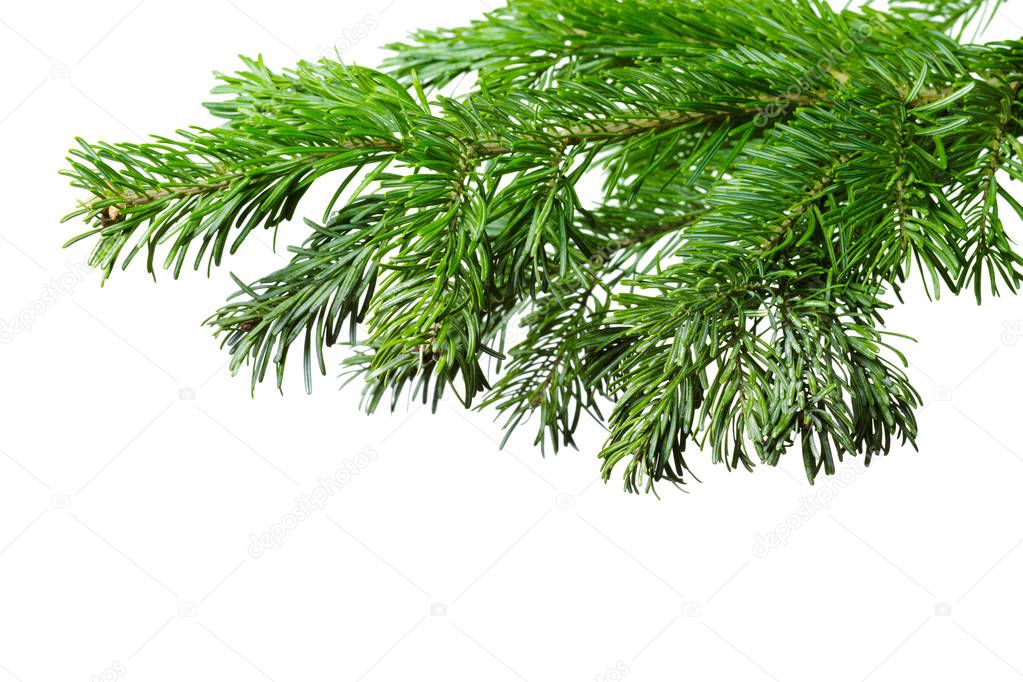 Fir branches, closeup view isolated over white background 