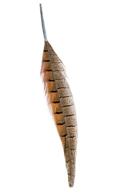 kuş tüyü beyaz arkaplanda izole edildi