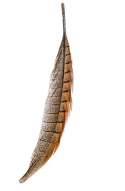 kuş tüyü beyaz arkaplanda izole edildi