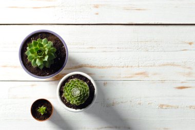 Beyaz ahşap zemin üzerinde saksı bitkileri