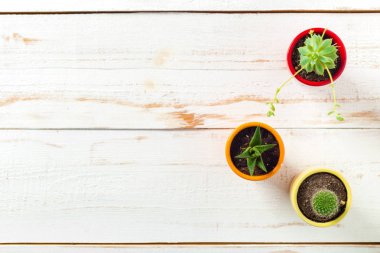 Beyaz ahşap zemin üzerinde saksı bitkileri