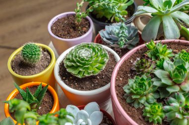 Succulents farklı tencere çeşitli yakından görmek