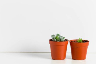 Ev iç tencere içinde küçük etli bitkiler