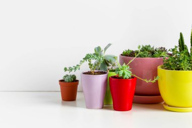 Succulents farklı tencere çeşitli yakından görmek