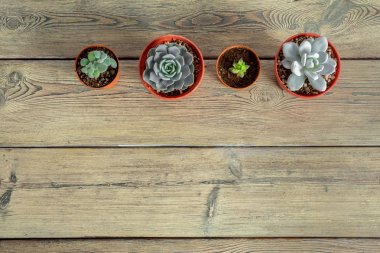 Tablo üzerinde gruplandırılmış etli bitkiler