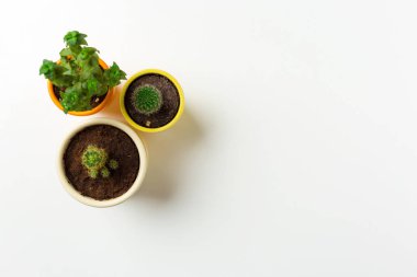 Sulu bitkiler beyaz arkaplanda saksıya yerleştirilir 