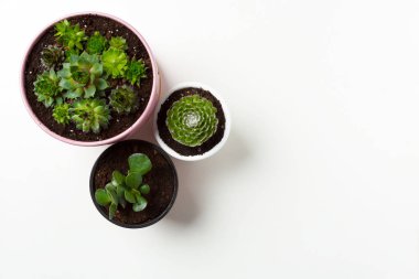 Sulu bitkiler beyaz arkaplanda saksıya yerleştirilir 