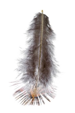 kuş tüyü beyaz arkaplanda izole edildi