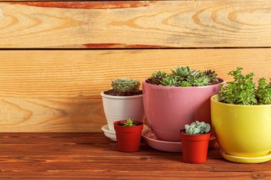 Tablo üzerinde gruplandırılmış etli bitkiler