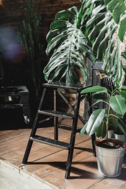 kompozisyon tropikal yaprak görmek