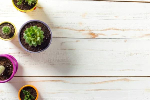 Potplanten Witte Houten Achtergrond — Stockfoto