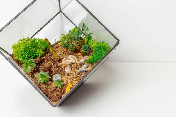 Mini Succulente Tuin Glas Florarium — Stockfoto