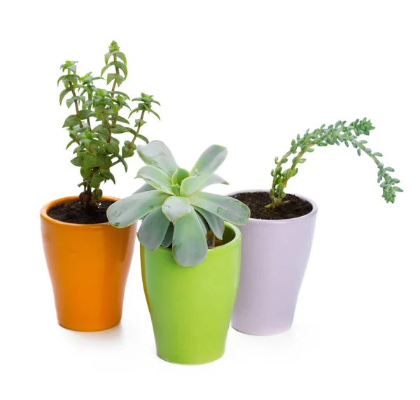 Plantas Suculentas Vaso Sobre Fundo Branco — Fotografia de Stock