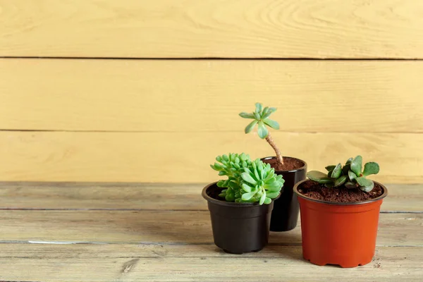 Plantas Suculentas Agrupadas Mesa —  Fotos de Stock