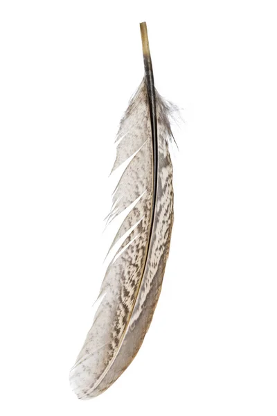 Uccello Piuma Isolato Sfondo Bianco — Foto Stock